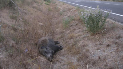 El Vallès controlarà la població de senglars amb una vacuna anticonceptiva