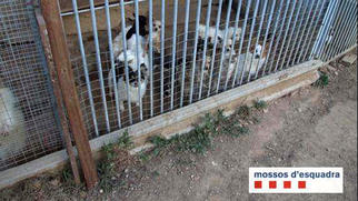 Els Mossos localitzen un centenar de gossos en un criador il·legal de Rubí