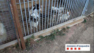 Els Mossos localitzen un centenar de gossos en un criador il·legal de Rubí
