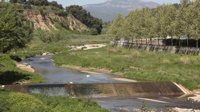 La presència de llúdries al Ripoll constata el bon estat de salut del riu