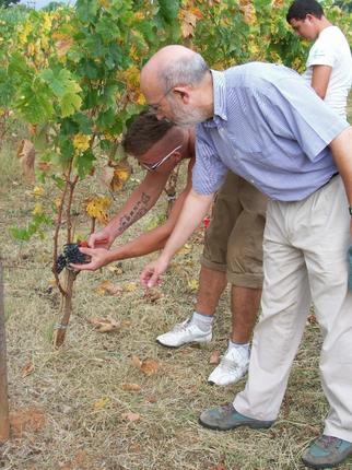 Comença la quarta verema des de la plantació de les vinyes del Parc Agrari  