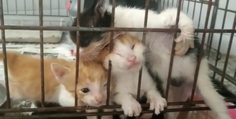 Una de les ventrades de gats que han arribat a la Protectora/ Protectora de Sabadell