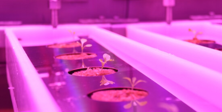 Plantació en la prova pilot MELiSSA de la UAB | Albert Segura