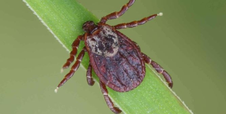 La paparra 'Hyalomma lusitanicum' | cedida