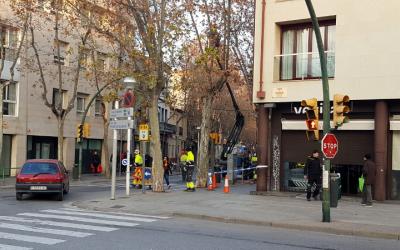 Comença la poda de gairebé 600 plataners de l'eix central. Els primers treballs es fan a l'avinguda Onze de setembre - © Núria García