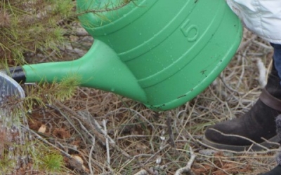 Una persona rega un plançó | Fundació Antiga Caixa Sabadell