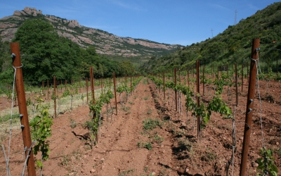 Les vinyes de la Muntada | ccvo