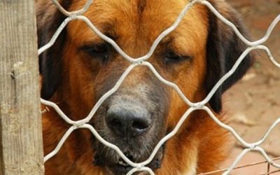 Gran part dels informes estan relacionats amb gossos potencialment perillosos | Arxiu