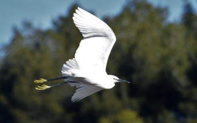 Imatge d'una de les aus del Ripoll/ Adenc