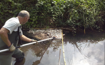 Professional recollint els peixos morts | Ajuntament de Sabadell