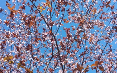 Arbrat de la plaça Ricard Simó/ Arxiu