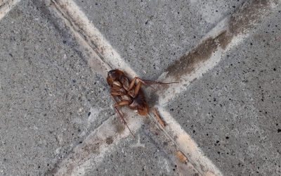 Una panerola morta al barri de Gràcia de Sabadell | Cedida