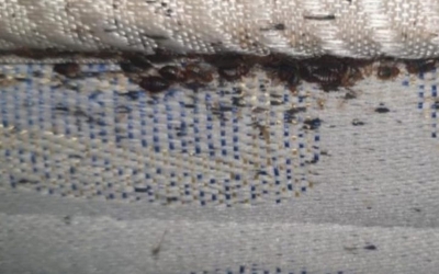 Matalàs infectat amb xinxes | Cedida