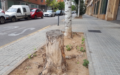 Un dels arbres que se substituiran al carrer Arimon/ Karen Madrid