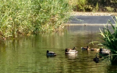 La flora i fauna del Ripoll ha millorat en els últims deu anys/ ADENC