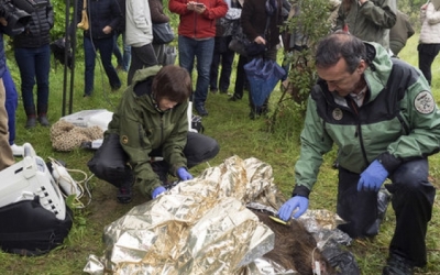 Investigadors de la UAB preparant un exemplar de senglar per administrar-li la vacuna | ACN