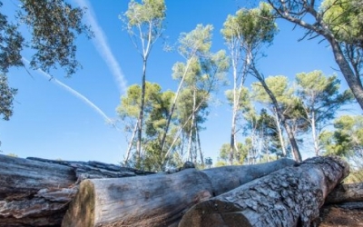 Imatge del bosc de Can Deu | Roger Benet (Arxiu)
