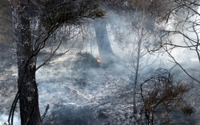 Un incendi forestal/ ACN