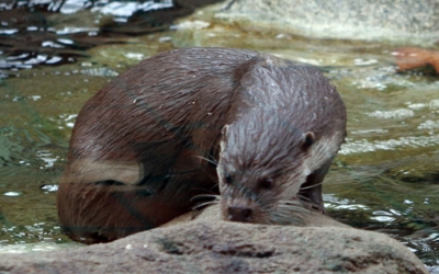 Imatge d'una llúdriga/ Observatori Rivus