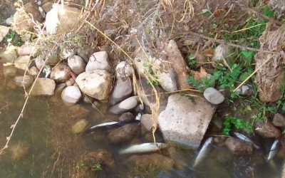 L'excés de pluja afecta els peixos del Ripoll a l'altura de Sant Vicenç de Jonqueres | Sabadell en Comú