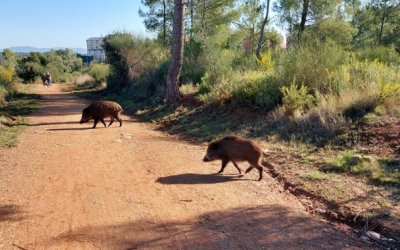L'Ajuntament diu que la Federació Catalana de Caça està al corrent de qui fa els aguaits excepcionals de senglars | Arxiu