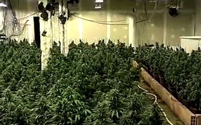 El clan familiar de Can Deu va blanquejar més de 3 milions d'euros amb marihuana | Mossos