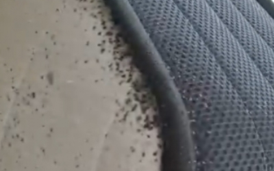 Matalàs amb xinxes llençat pel veí focus de la plaga/ Cedida