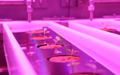 Plantació en la prova pilot MELiSSA de la UAB | Albert Segura