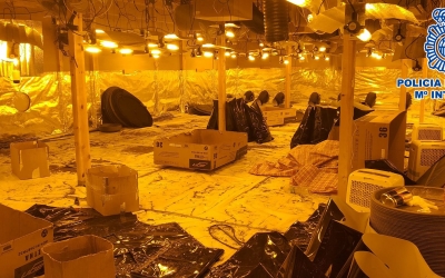 Imatge d'una de les plantacions desmantellades | Cedida