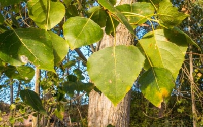 Els pollancres de ronda d'Europa es canvien per freixes | Natura Local