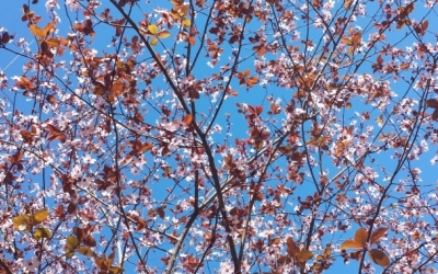 Arbres de la plaça Ricard Simó/ Arxiu