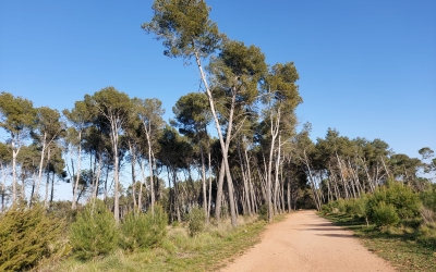 Bosc de Can Deu | Núria García