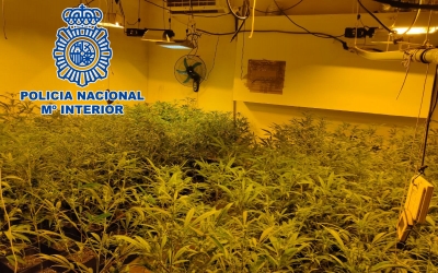 Part de les prop de 1.400 plantes de marihuana decomissades | Cedida