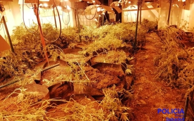 Imatge de la plantació del barri de Gràcia | Policia Municipal de Sabadell