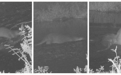 Imatges de la llúdriga captada pel riu Ripoll | ADENC