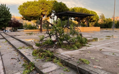Un dels arbres caiguts a la plaça Picasso | Cedida