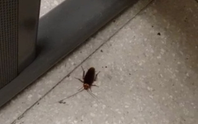 Una panerola a Can Marcet/ Cedida