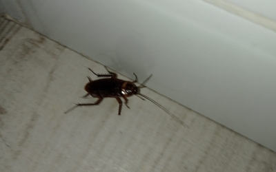 Panerola al terra | @Sector_Planetes