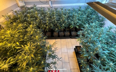 Plantació de marihuana en una casa de Barberà | Cedida