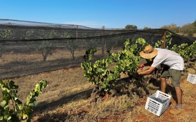 Comença la verema 2023 al Parc Agrari | Roger Benet