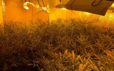 Plantació de marihuana | Arxiu