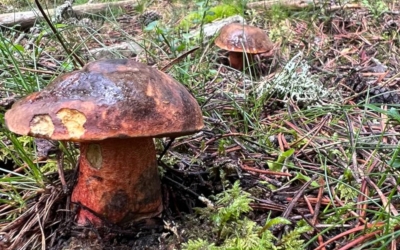 Un bolet, al bosc/ ACN