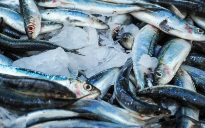 Peixos a punt per vendre | Cedida