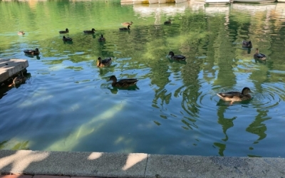 Els ànecs, quan encara hi havia aigua al Parc Catalunya | Cedida