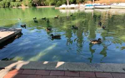 Ànecs del Parc Catalunya de Sabadell