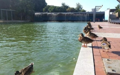 La sequera afecta la flora i la fauna 