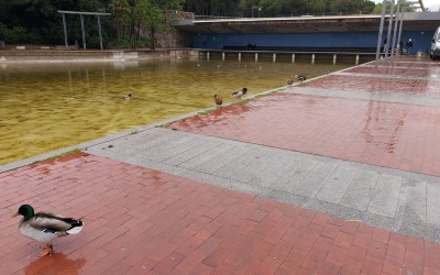 Ànecs al llac del Parc Catalunya