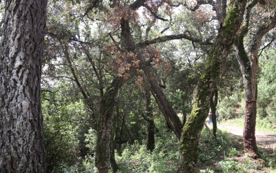 Un dels arbres afectats per la sequera | ACN