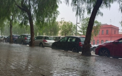 L'Ajuntament plantarà centenars d'arbres en les vies més transitades