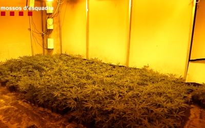 La plantació de marihuana en qüestió | Mossos